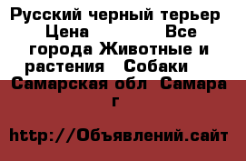 Русский черный терьер › Цена ­ 35 000 - Все города Животные и растения » Собаки   . Самарская обл.,Самара г.